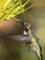 Hummer11.jpg