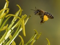 Bee4.jpg