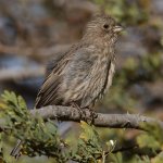 Finch13.jpg
