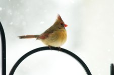 LDC_5444w.jpg