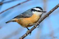 RedNuthatch-200.jpg