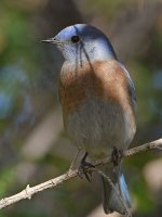 Bluebird2.jpg