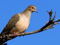 Dove2.jpg