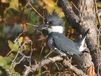 Kingfisher.jpg