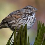 Sparrow5.jpg
