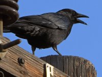 Crow4.jpg