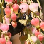 Bee3.jpg