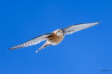 KestrelFlight-202.jpg