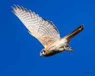 KestrelFlight-205.jpg