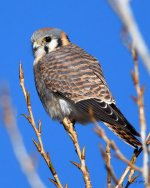 Kestrel-200.jpg