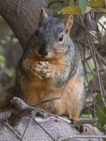 Squirrel.jpg