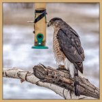 1-DSC_7050-Edit.jpg