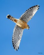 KestrelFlight-200.jpg