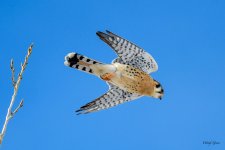 KestrelFlight-201.jpg