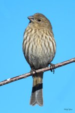HouseFinch-280.jpg