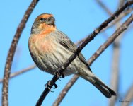 HouseFinch-281.jpg