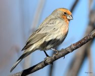 HouseFinch-282.jpg