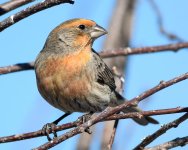 HouseFinch-283.jpg