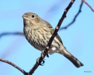HouseFinch-284.jpg