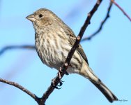 HouseFinch-285.jpg