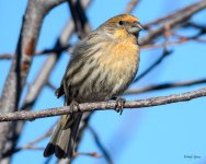 HouseFinch-286.jpg