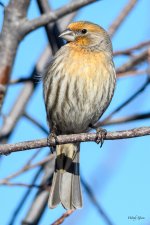 HouseFinch-287.jpg