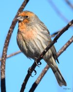 HouseFinch-288.jpg