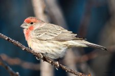 HouseFinch-290.jpg