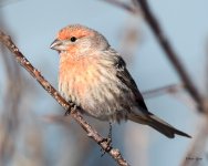HouseFinch-291.jpg