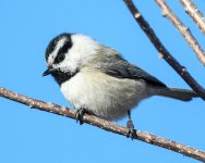 Chickadee-290.jpg