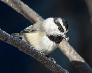 Chickadee-291.jpg