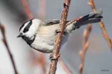 Chickadee-292.jpg