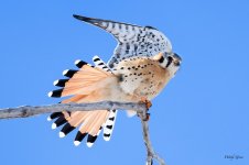 Kestrel-290.jpg