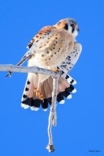 Kestrel-294.jpg