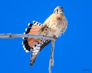 Kestrel-297.jpg
