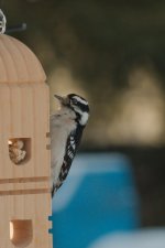 DSC_9853+woodpecker backyard-0010.jpg