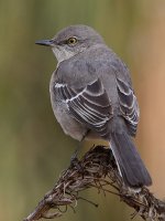 Mockingbird4.jpg