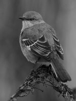 MockingbirdBW4.jpg