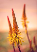 First Flower.jpg