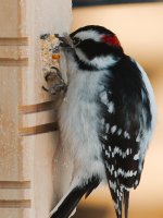 DSC_9911+ woodpecker backyard-0005.jpg