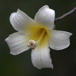 Tulip2.jpg