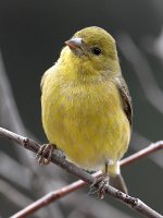 Goldfinch.jpg
