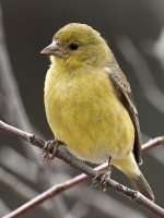 Goldfinch2.jpg