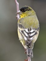 Goldfinch4.jpg