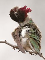 Hummer4.jpg