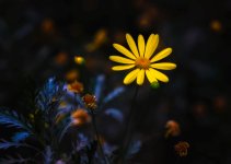 The Daisies Never Sleep (1).jpg