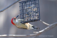 Woodpecker N500_2638.jpg