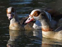 Geese.jpg
