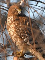 Hawk2.jpg