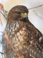 Hawk5.jpg